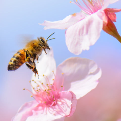 Himalayan Honey