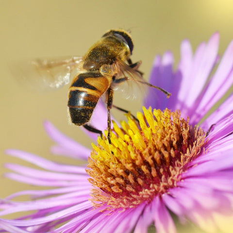 Monofloral Honey