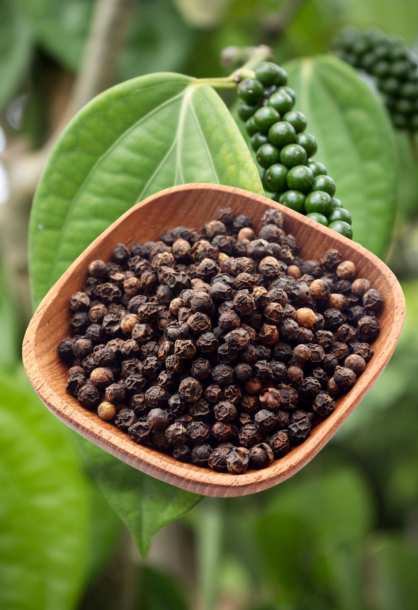 Fresh Idukki Pepper (Washed and Dried)