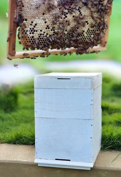 Honey Bee Colony with Wooden Beehive (Ideal for Beginners & Experts)