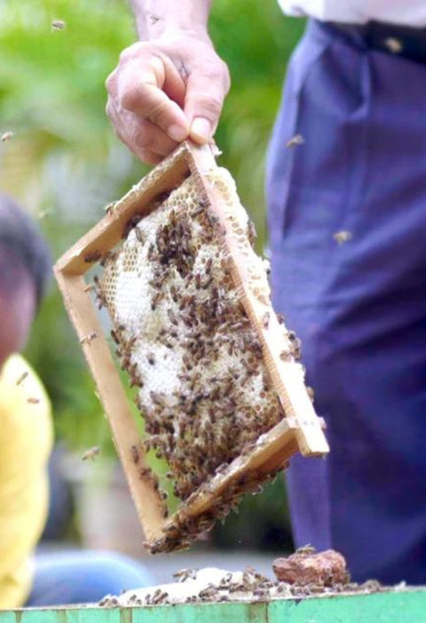 Honey Bee Colony with Wooden Beehive (Ideal for Beginners & Experts)